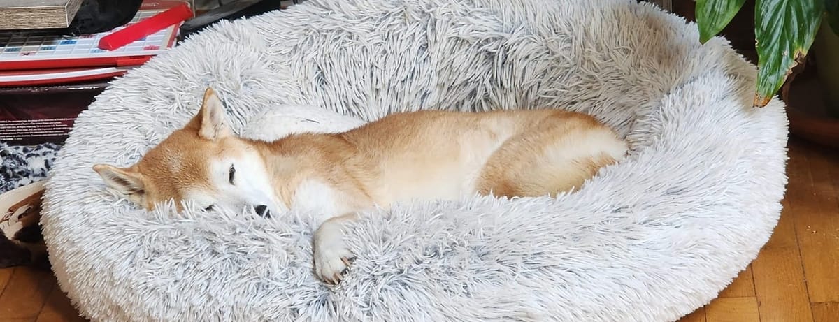 Phoenix, our shiba inu, in bed